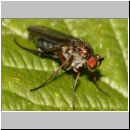 Dolichopoda sp - Langbeinfliege 02a.jpg